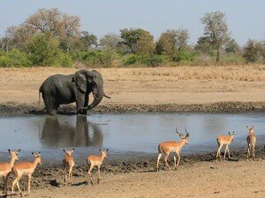 Safari -in_ South_Africa_Kruger-National-Park_ Venues4Africa