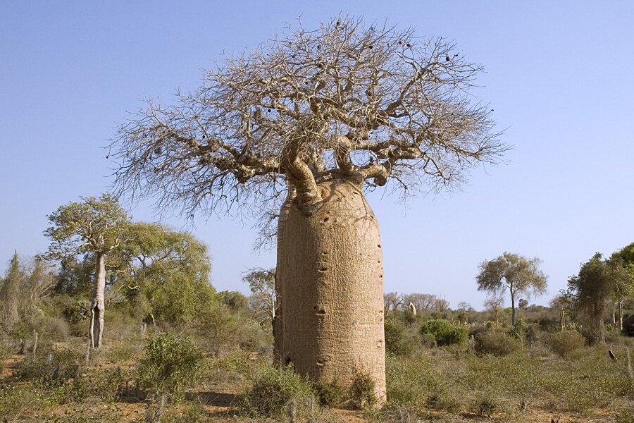 a Baobab tree