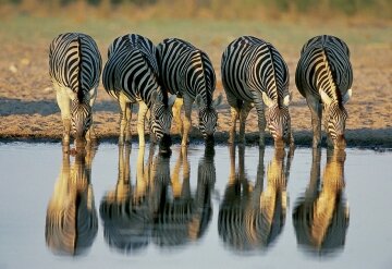 Zebras drinking water in the Afternoon.