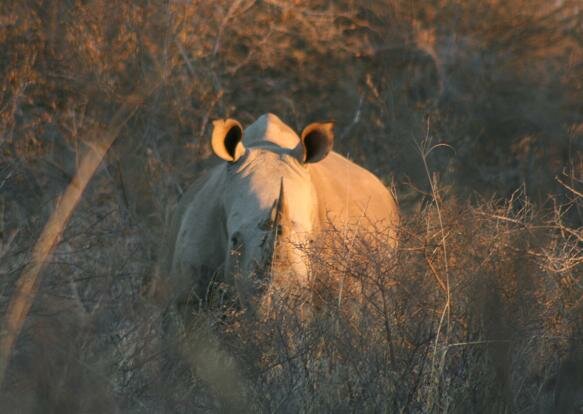 White Rhino seen during Rhino Tracking