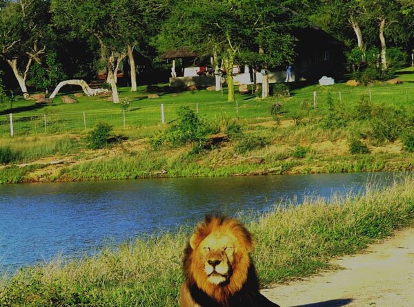 a Lion infront of the Camp