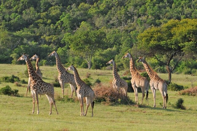 a Group of Giraffe